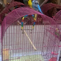 یک جفت مرغ عشق اهلی|پرنده|تبریز, |دیوار