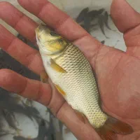 ماهی کپور طلایی اصلاح نژاد شده