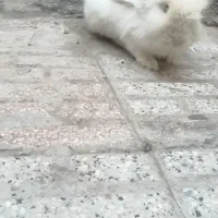 خرگوش پشمالو خوشگل|موش و خرگوش|مشهد, اروند|دیوار