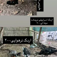 اردک اسرائیلی