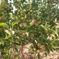 معاوضه باغ با اپارتمان تک خواب یا ماشین شاستی جک|فروش زمین و ملک کلنگی|زنجان, |دیوار