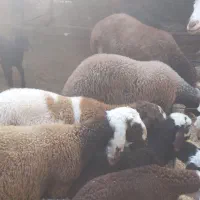 بره ماده