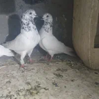 فروش کبوتر