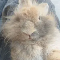 یک عدد خرگوش نر قهوه ای نژاد هلندی بالغ|موش و خرگوش|اردبیل, |دیوار