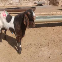 نربزپاکستانی|حیوانات مزرعه|مشهد, کوشش|دیوار
