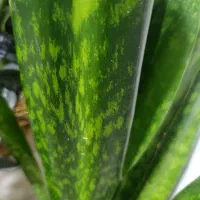 گل سانسوریا پوست ماری اصیل سایز بزرگ|گل و گیاه طبیعی|تهران, حشمتیه|دیوار