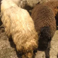 بره قوچ رجه یک