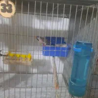 فنج|پرنده|قم, زنبیل آباد|دیوار