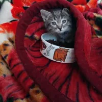 واگذاری رایگان توله گربه dsh