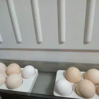 تخم مرغ محلی نطفه دار