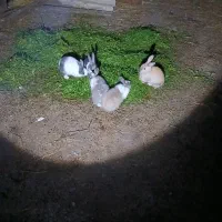 شیش عدد خرگوش بالغ|موش و خرگوش|رضوانشهر, |دیوار