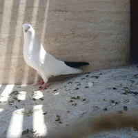 کبوتر