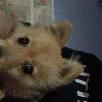 سگ گمشده|سگ|بندرعباس, |دیوار