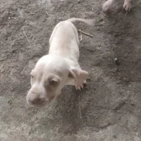 توله شکاری و سگ ماده پوینتر اصل