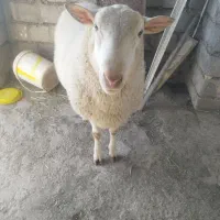 فروش گوسفند رومن فرانسوی|حیوانات مزرعه|دهگلان, |دیوار