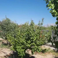 فروش باغ|فروش خانه و ویلا|ماهان, |دیوار