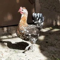 تخم مرغ نطفه دار