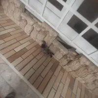 کفتر نر|پرنده|خرمشهر, |دیوار