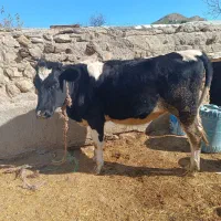 یک عدد گوساله هولشتاین اصل هفت ماه آبستن|حیوانات مزرعه|انگوت, |دیوار