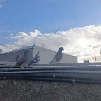 کفتر قرمز بز قویروخ و سوسکی