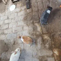 سه عدد خرگوش