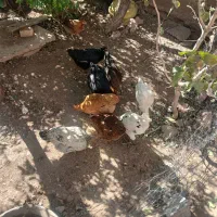 مرغ جوان توتک بومی|حیوانات مزرعه|بروجن, |دیوار