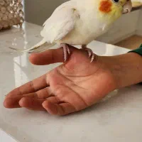 عروس هلندی