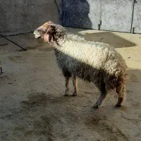 یه بره ماده فروشی درجه یک