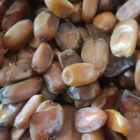 خرمای بدون هسته عمده ای