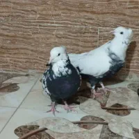 فروش کفتر|پرنده|شیراز, سهل‌آباد|دیوار