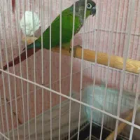 جفت گرینچیک|پرنده|اردکان, |دیوار