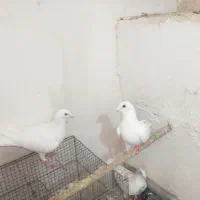 المانی فروشی همه با هم