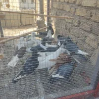 کبوتر،کفتر|پرنده|ارژن, |دیوار