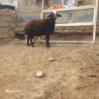 بره قوچ نژاد دار یک ساله|حیوانات مزرعه|صحنه, |دیوار