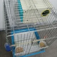 قفس کاسکویی بزرگ و کوچک با لانه و لوازم|لوازم جانبی حیوانات|همدان, |دیوار