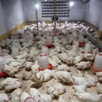 مرغ ارگانیک