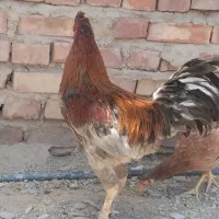 خروس|حیوانات مزرعه|خاش, |دیوار