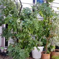 گل آپارتمانی|گل و گیاه طبیعی|کشکسرای, |دیوار