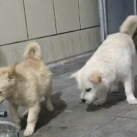 سگ ها هر دو فروشی دوتاش 4 تومن|سگ|سیرجان, |دیوار