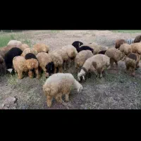 فروش بره