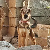 واگذاری سگ|سگ|شباب, |دیوار