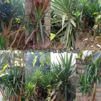 فروش یوکا هم گلدانی  هم تنه دار