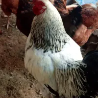 3 تا خروس|حیوانات مزرعه|املش, |دیوار