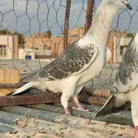 شامی کت سیاه