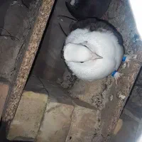 کبوتر