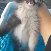 بچه گربه بامزه