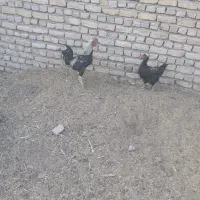 خروس دو رگه
