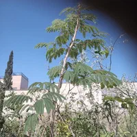 ابریشم رز رزگلدانی درگلدان گل باگلدان با نهال درخت|گل و گیاه طبیعی|تهران, باغ خزانه|دیوار