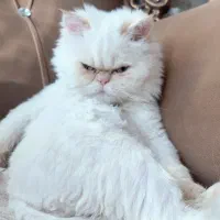 گربه پرشین جهت (جفت گیری )