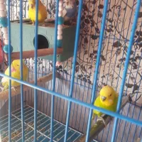 مرغ عشق و فنچ سهره خاکی